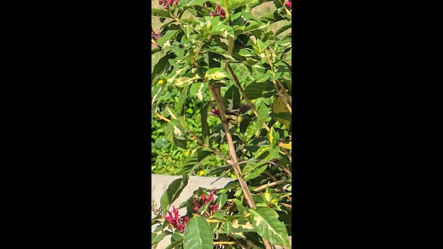 Garden Sunbird - ML657689678