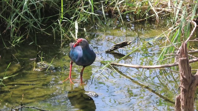 Graukopf-Purpurhuhn - ML657689687