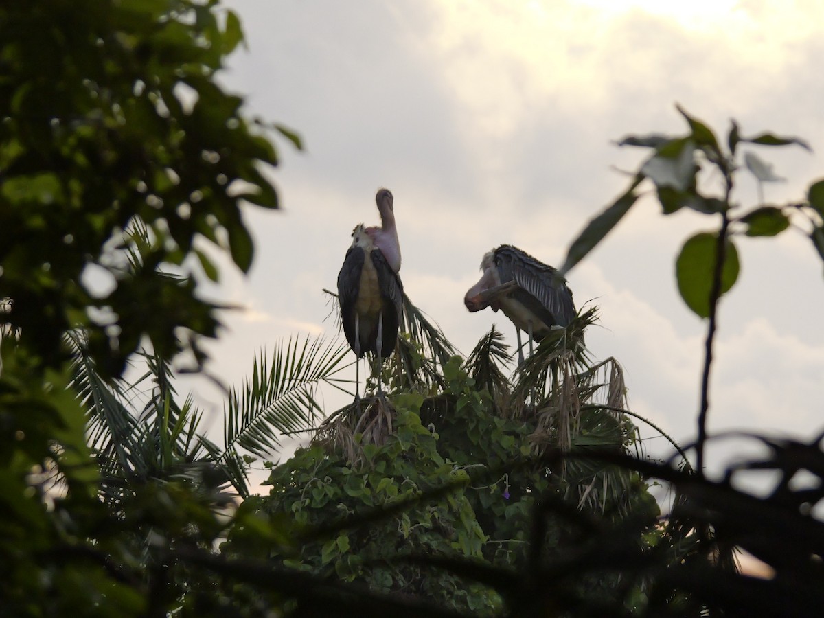 Marabou Stork - ML657689722