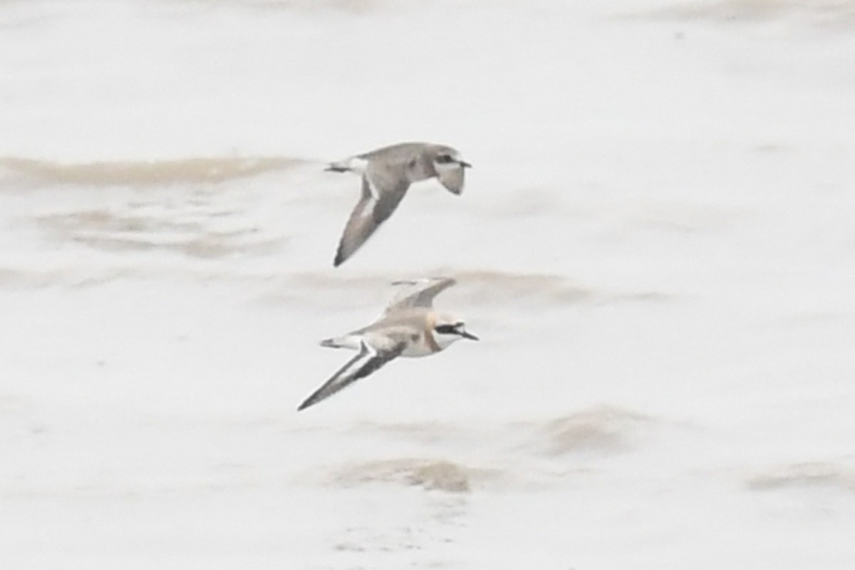 Greater Sand-Plover - ML657689880