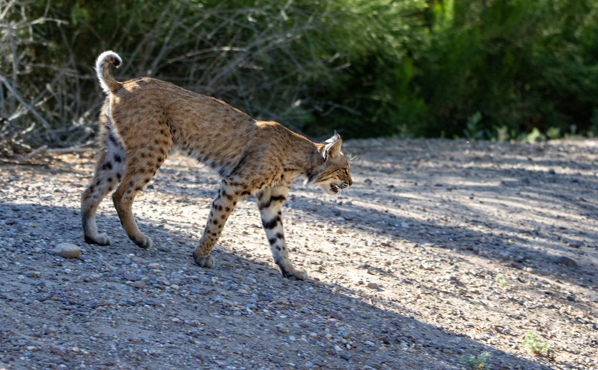Animals - ML657690070