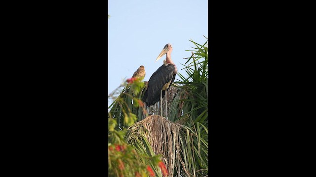 Marabu - ML657690428