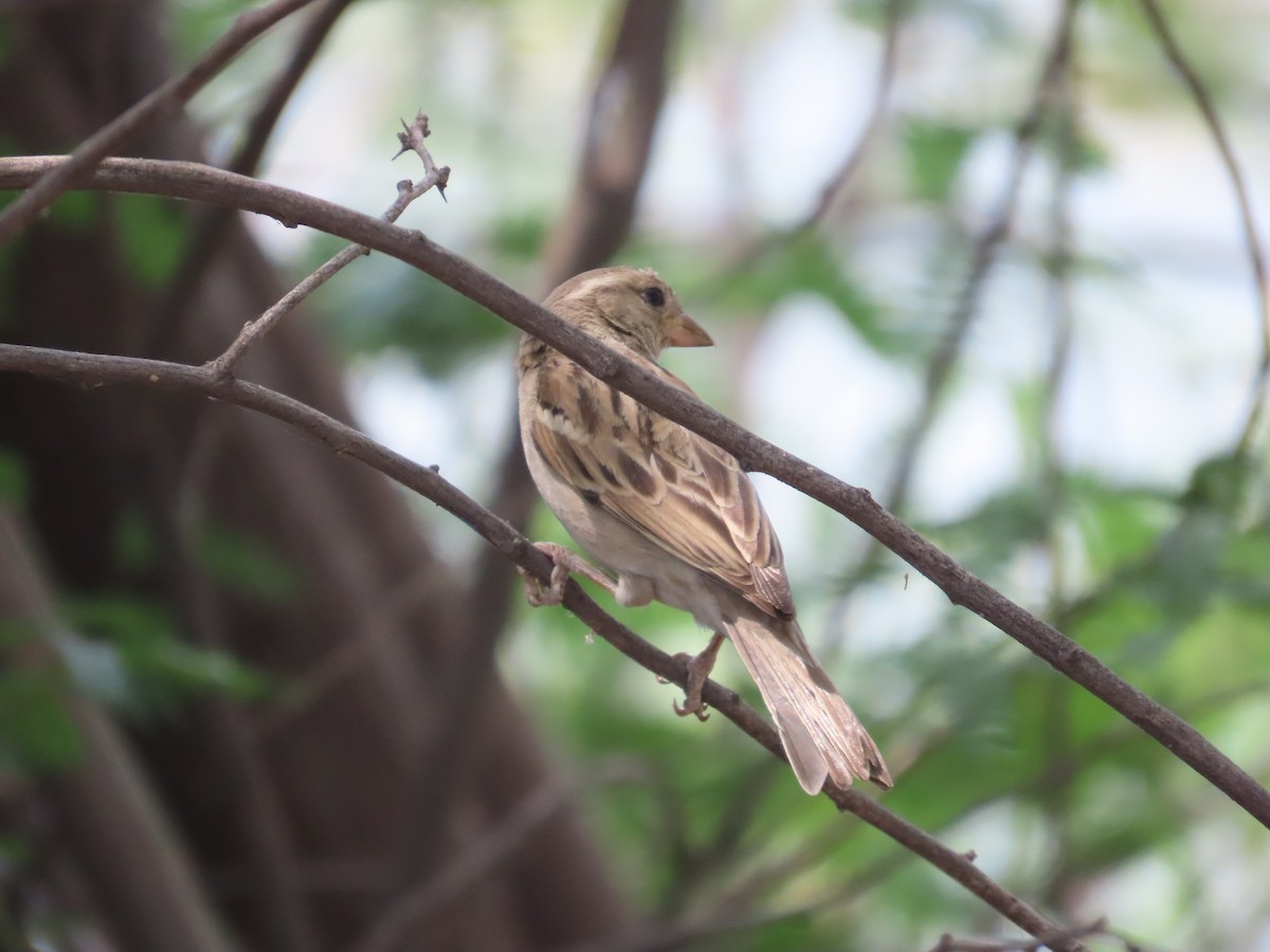 Yellow-throated Sparrow - ML657690440