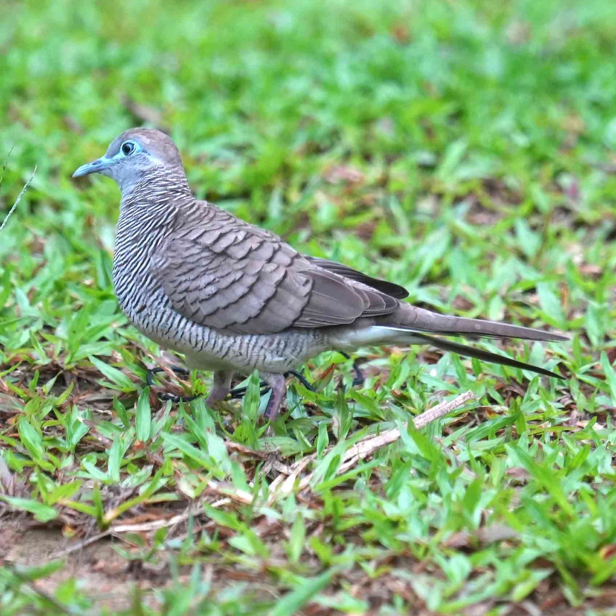 斑馬鳩 - ML657690441