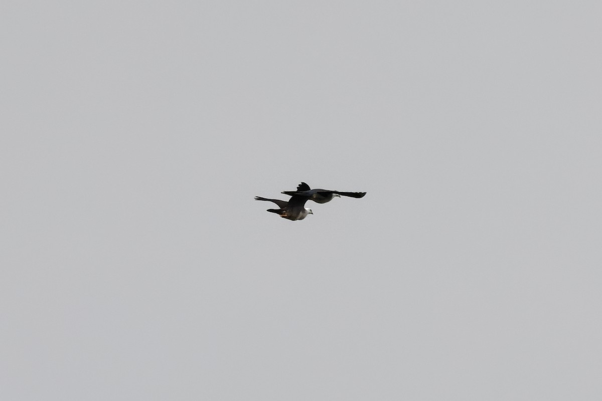 White-headed Pigeon - ML657690445