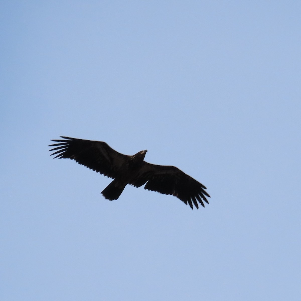 Bald Eagle - ML657690447