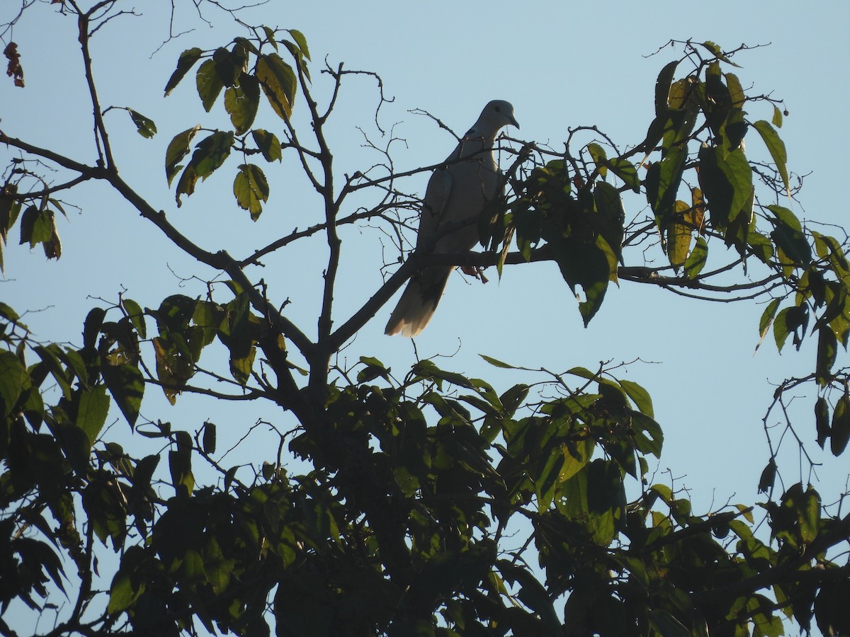 灰斑鳩 - ML657690449