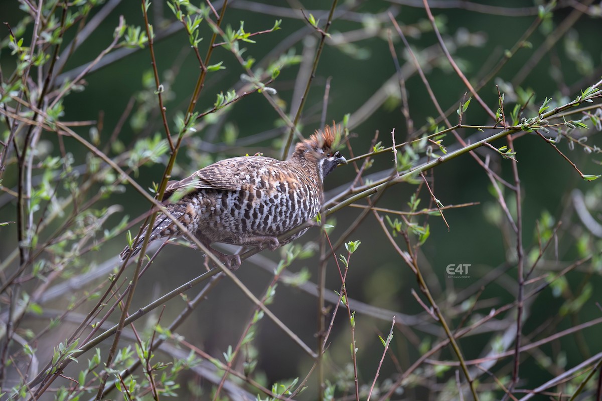 Chinese Grouse - ML657690453
