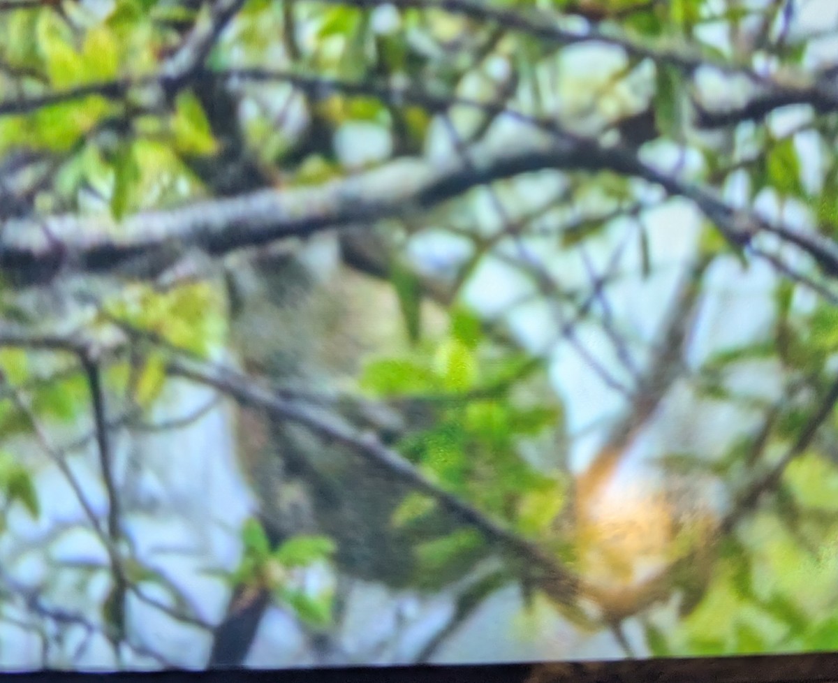 Strong-billed Honeyeater - ML657690455