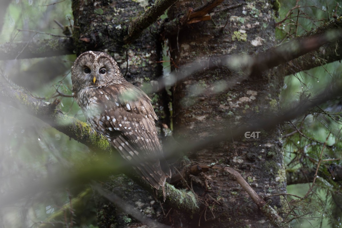 Ural Owl (Pere David's) - ML657690457