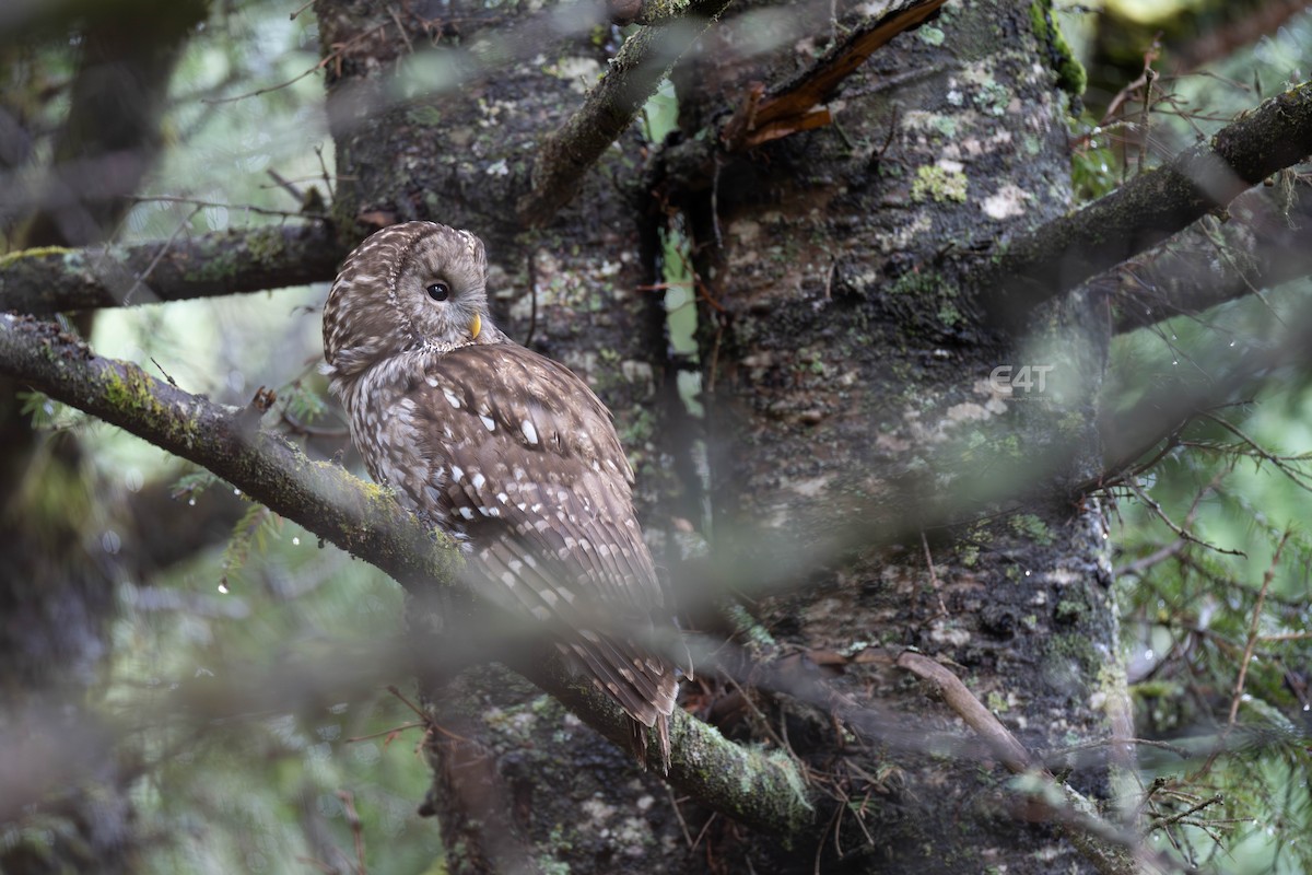 Ural Owl (Pere David's) - ML657690458