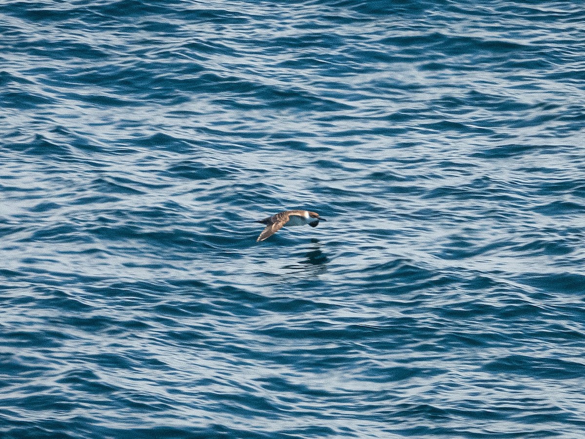 Great Shearwater - ML657690461