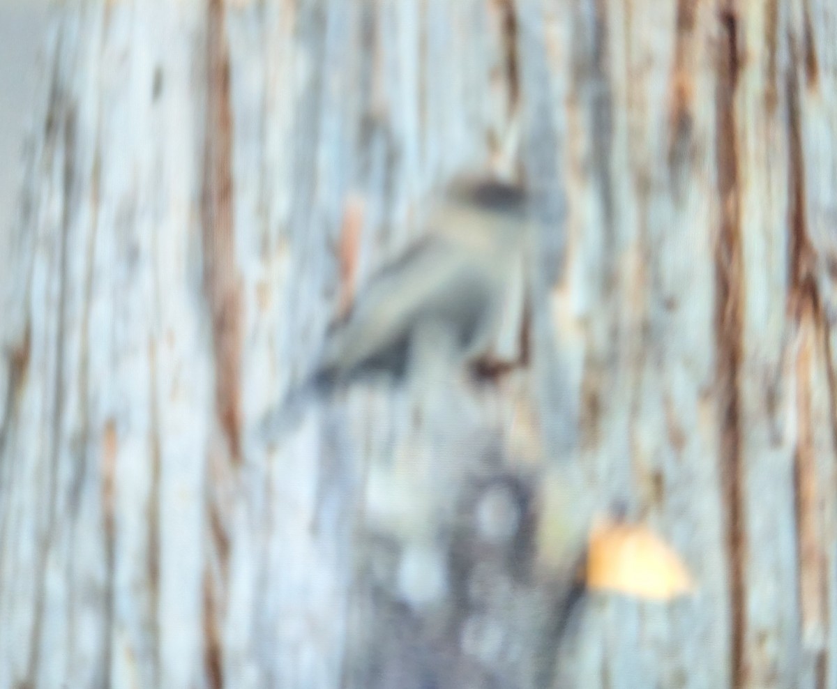 Black-headed Honeyeater - ML657690463