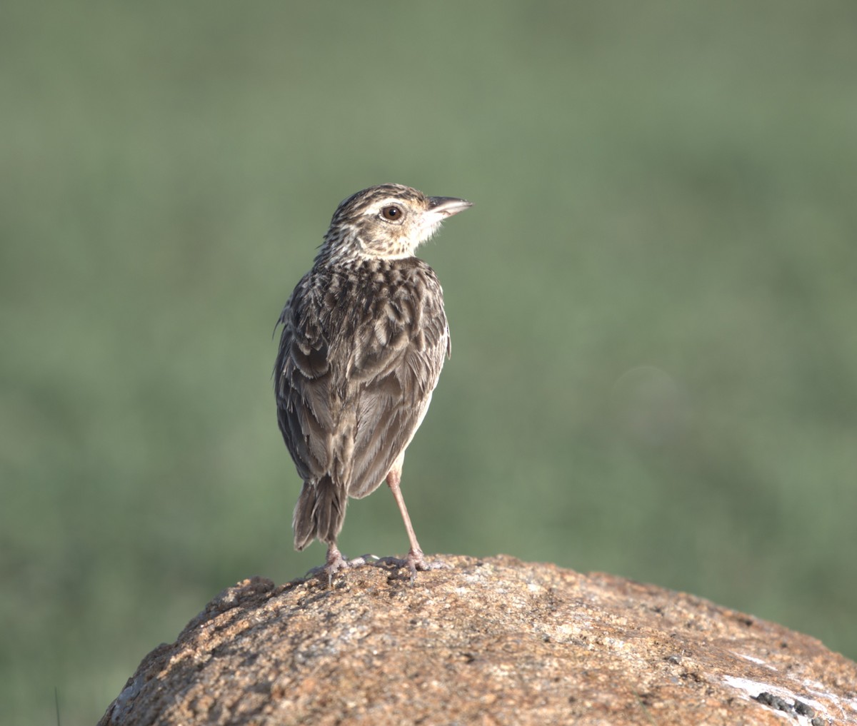 Jerdon's Bushlark - ML657690464