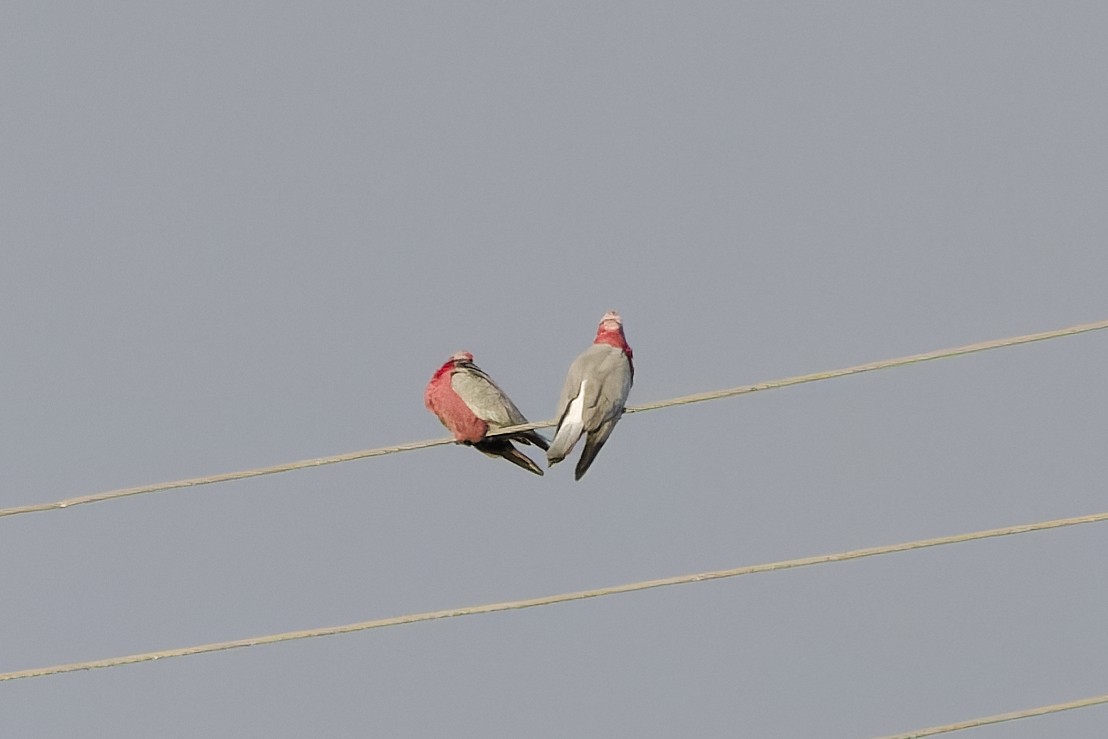 Galah - ML657690466