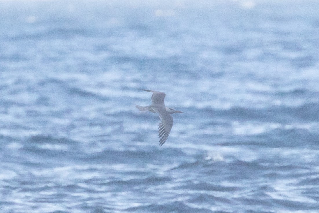 鳳頭燕鷗 - ML657690467