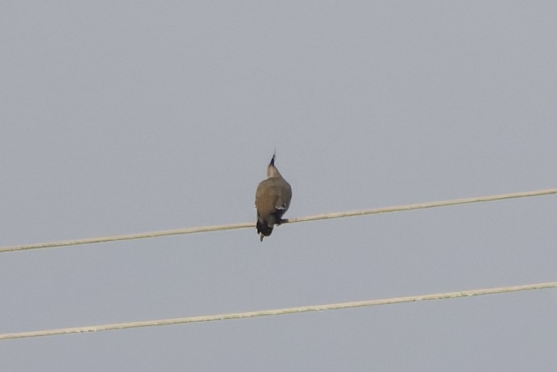 Crested Pigeon - ML657690483