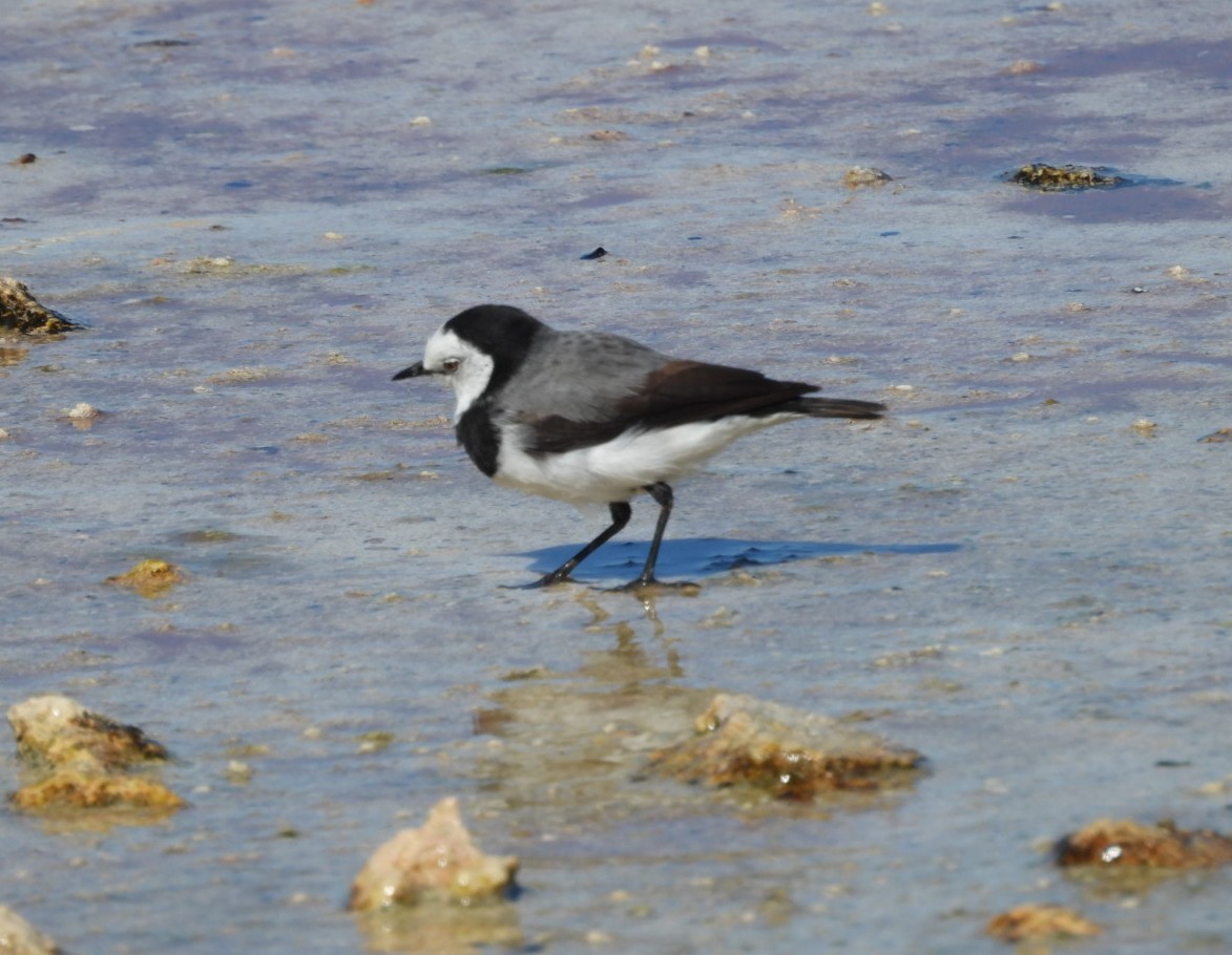 White-fronted Chat - ML657690485