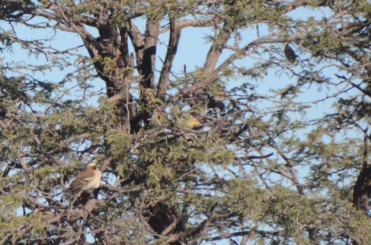 Yellow-bellied Eremomela - ML657690487