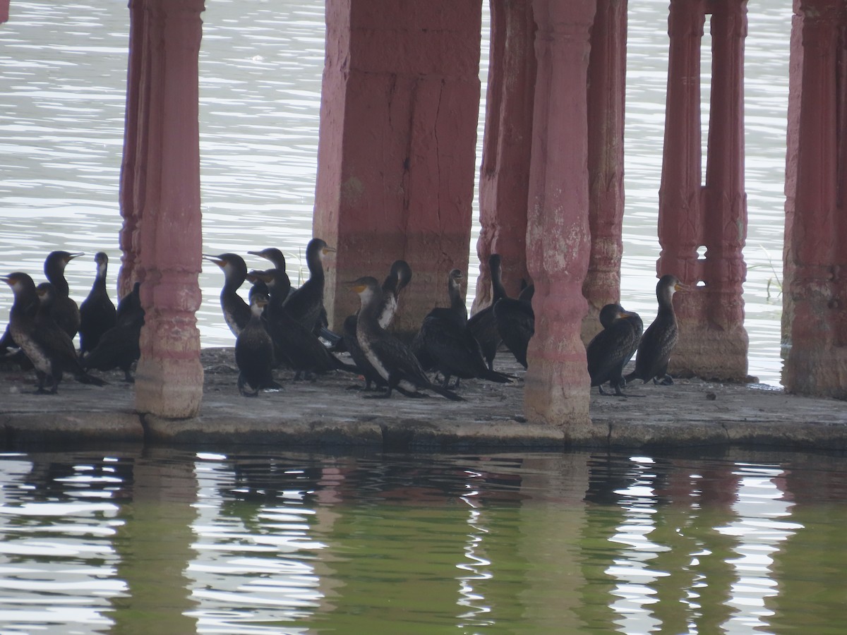Indian Cormorant - ML657690488