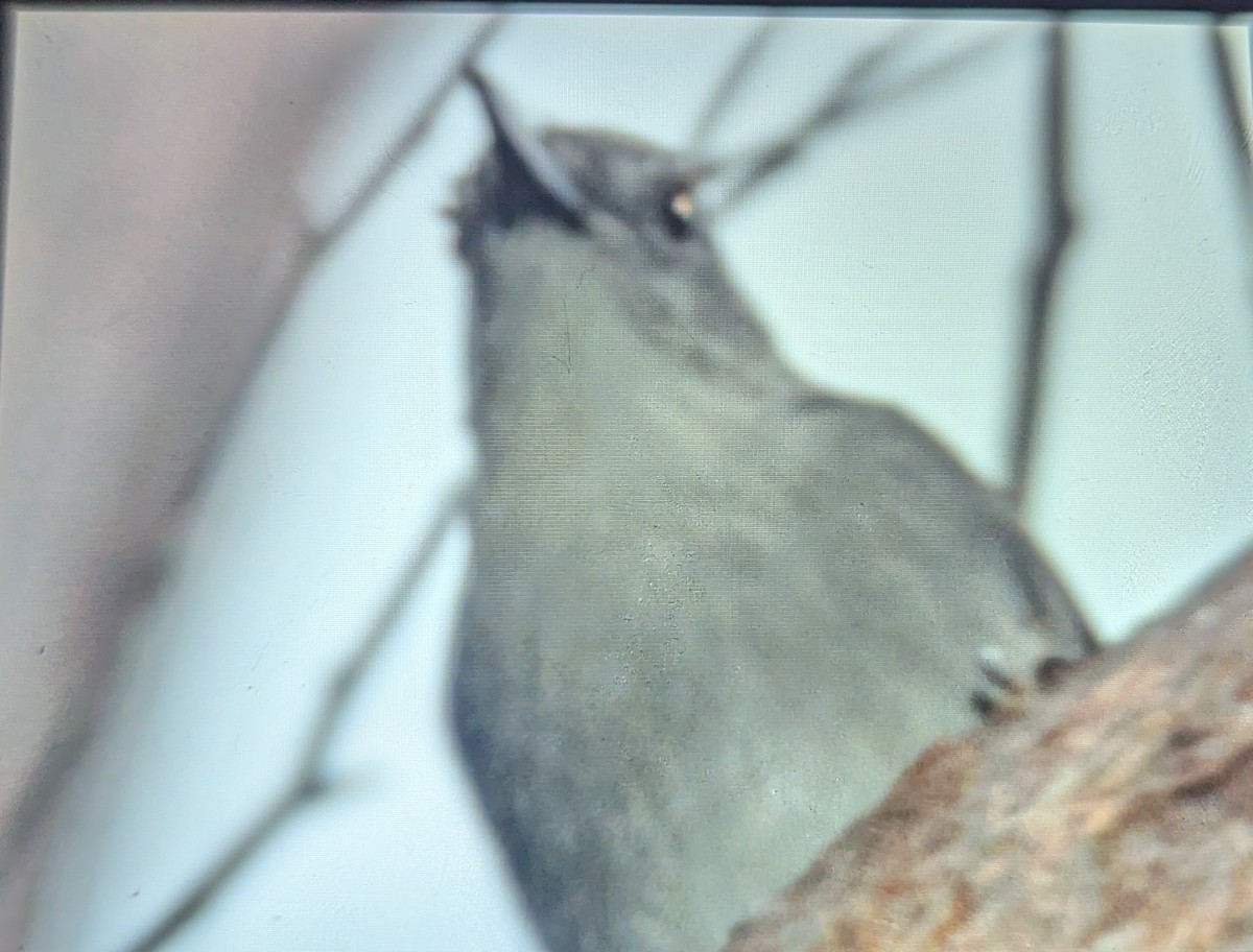 Picanzo Gris - ML657690943
