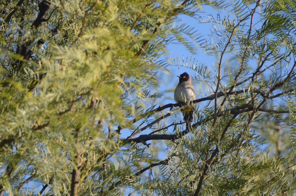 Black-fronted Bulbul - ML657690959