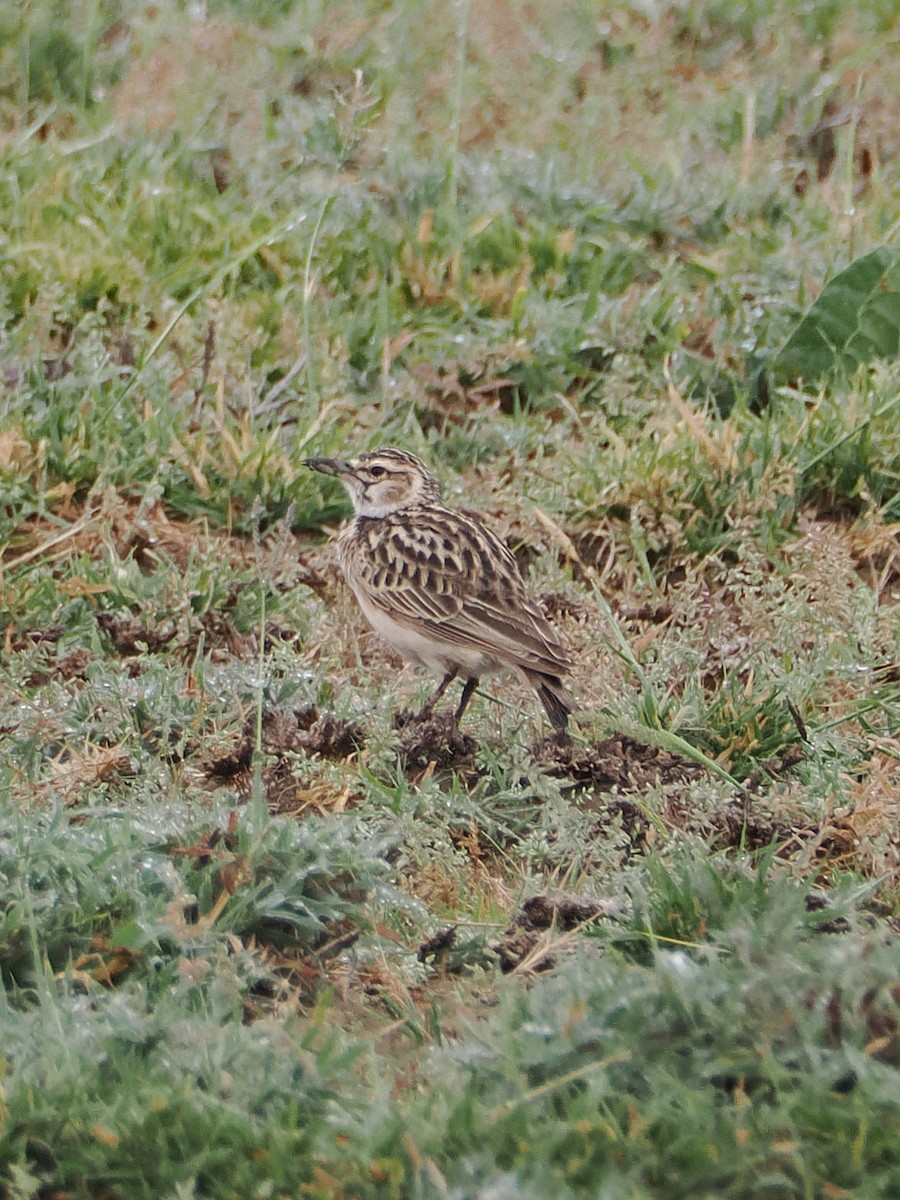 Short-tailed Lark - ML657691406