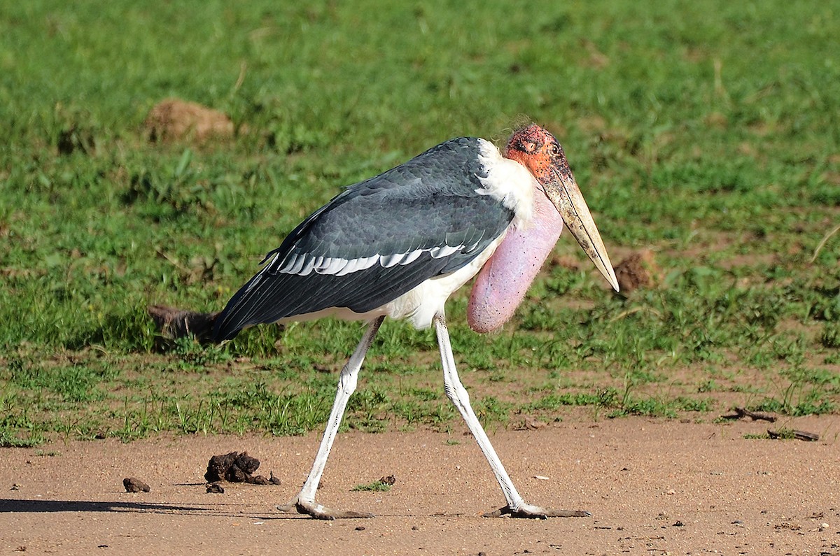 Marabou Stork - ML657691466