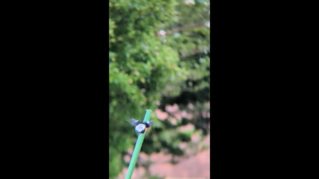 Горихвістка сибірська - ML657691555
