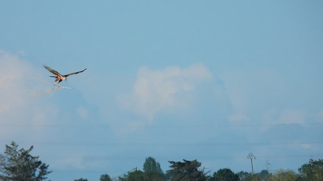 Лунь очеретяний - ML657691808