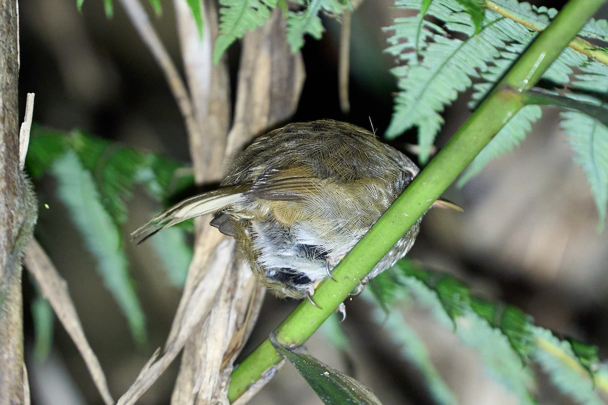 Aberrant Bush Warbler - ML657691813