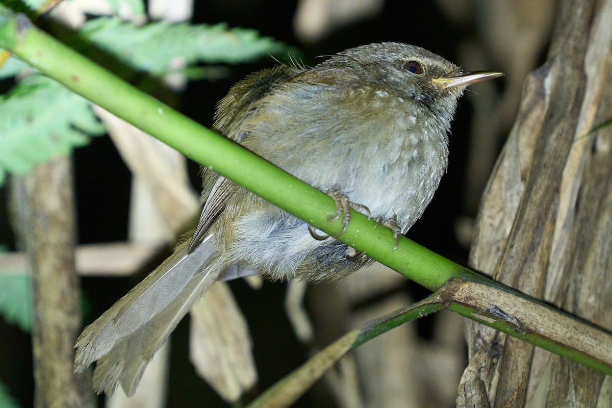 Aberrant Bush Warbler - ML657691814