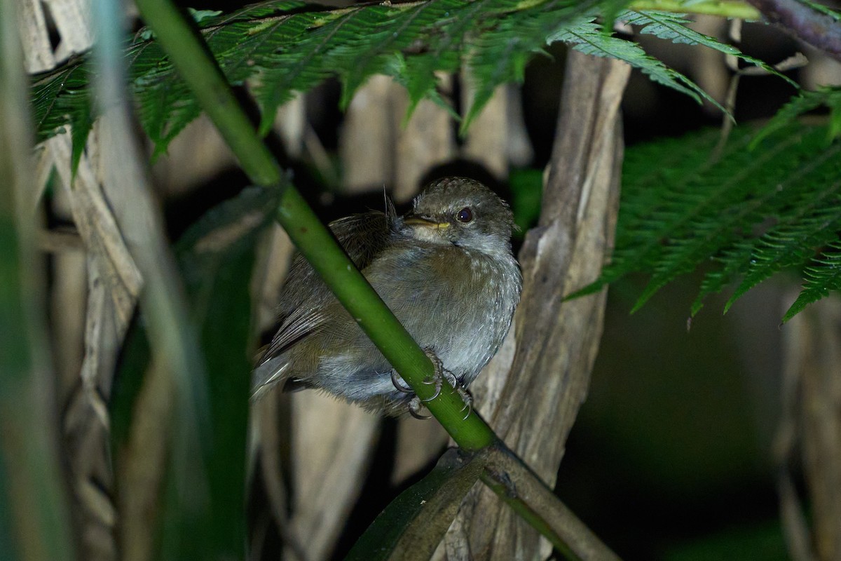 Aberrant Bush Warbler - ML657691815