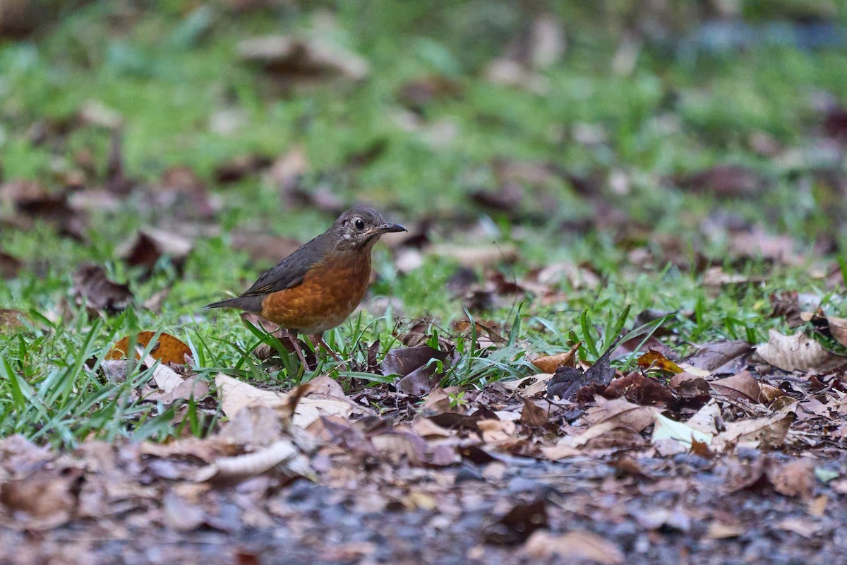Everett's Thrush - ML657691819