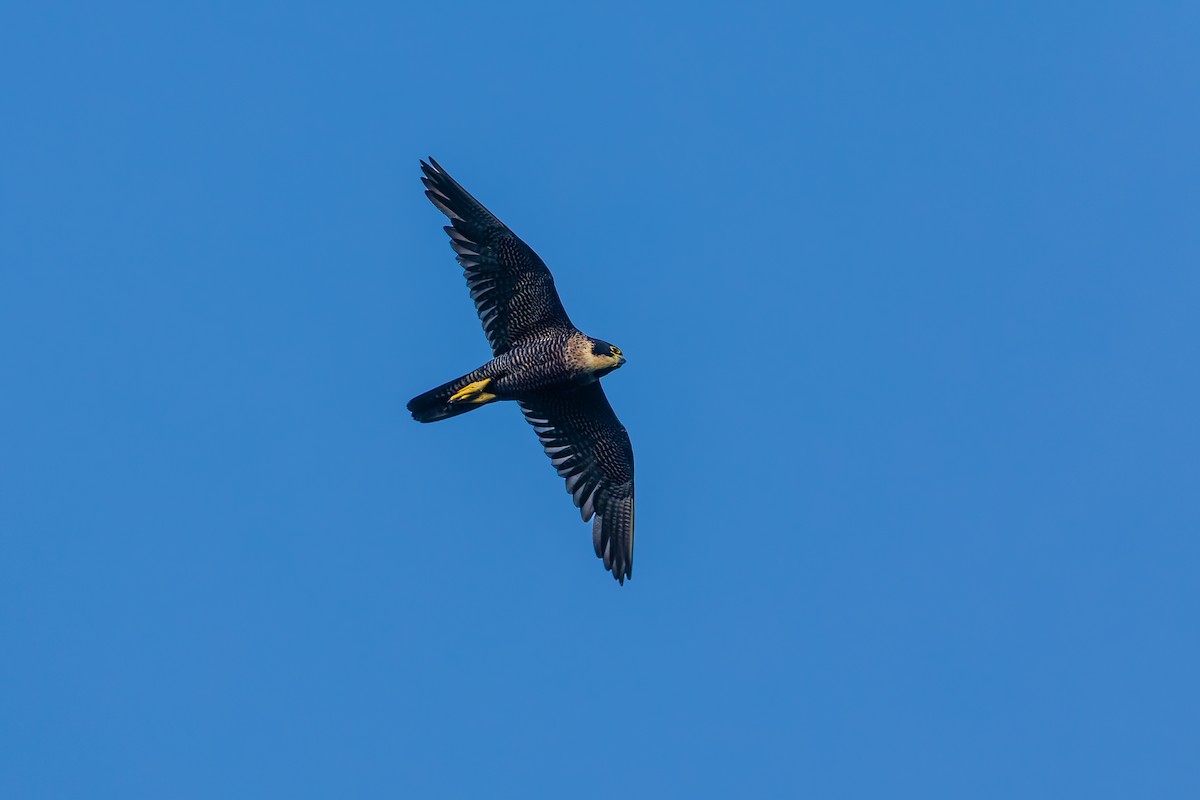 Peregrine Falcon - ML657691824