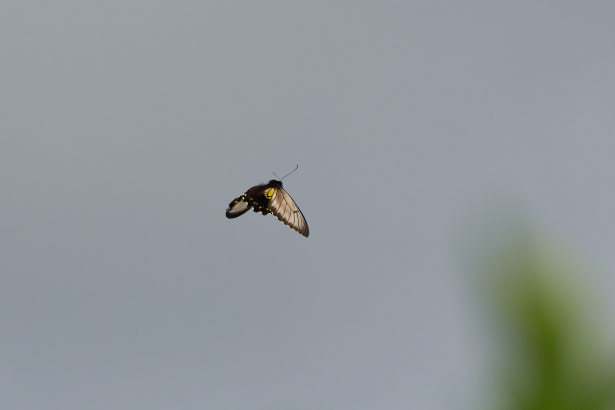 Borneo Birdwing - ML657691845