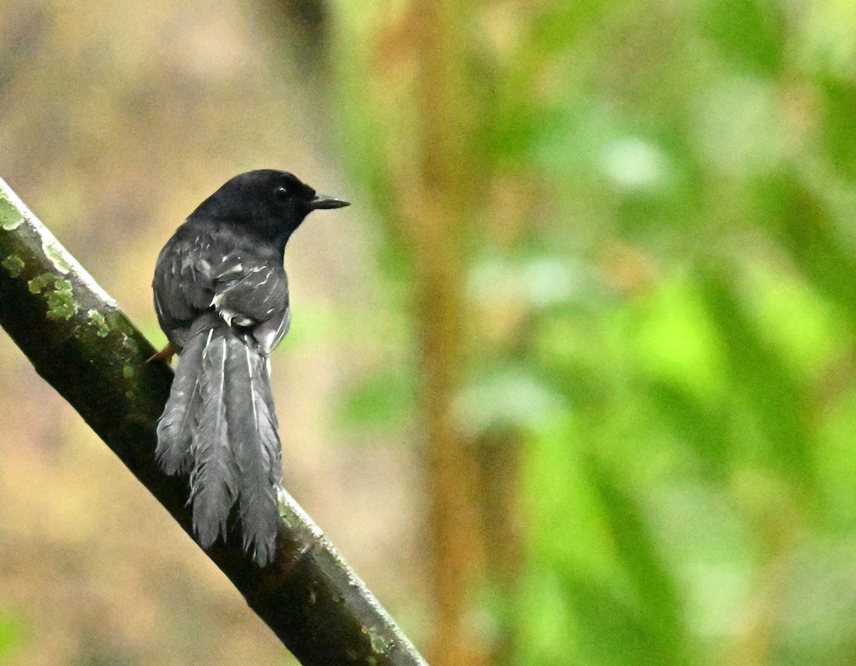 アカハラシキチョウ - ML657692687