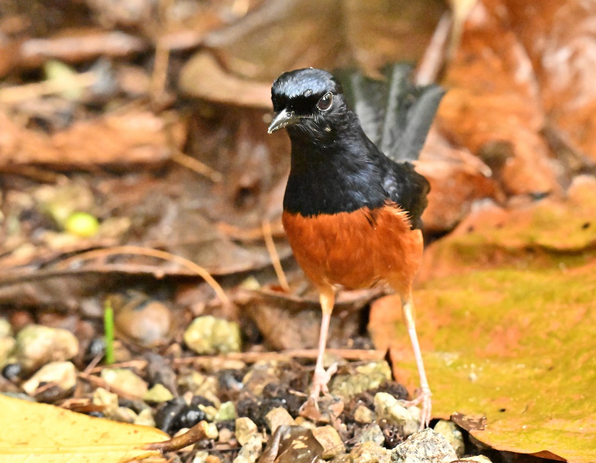 アカハラシキチョウ - ML657692689