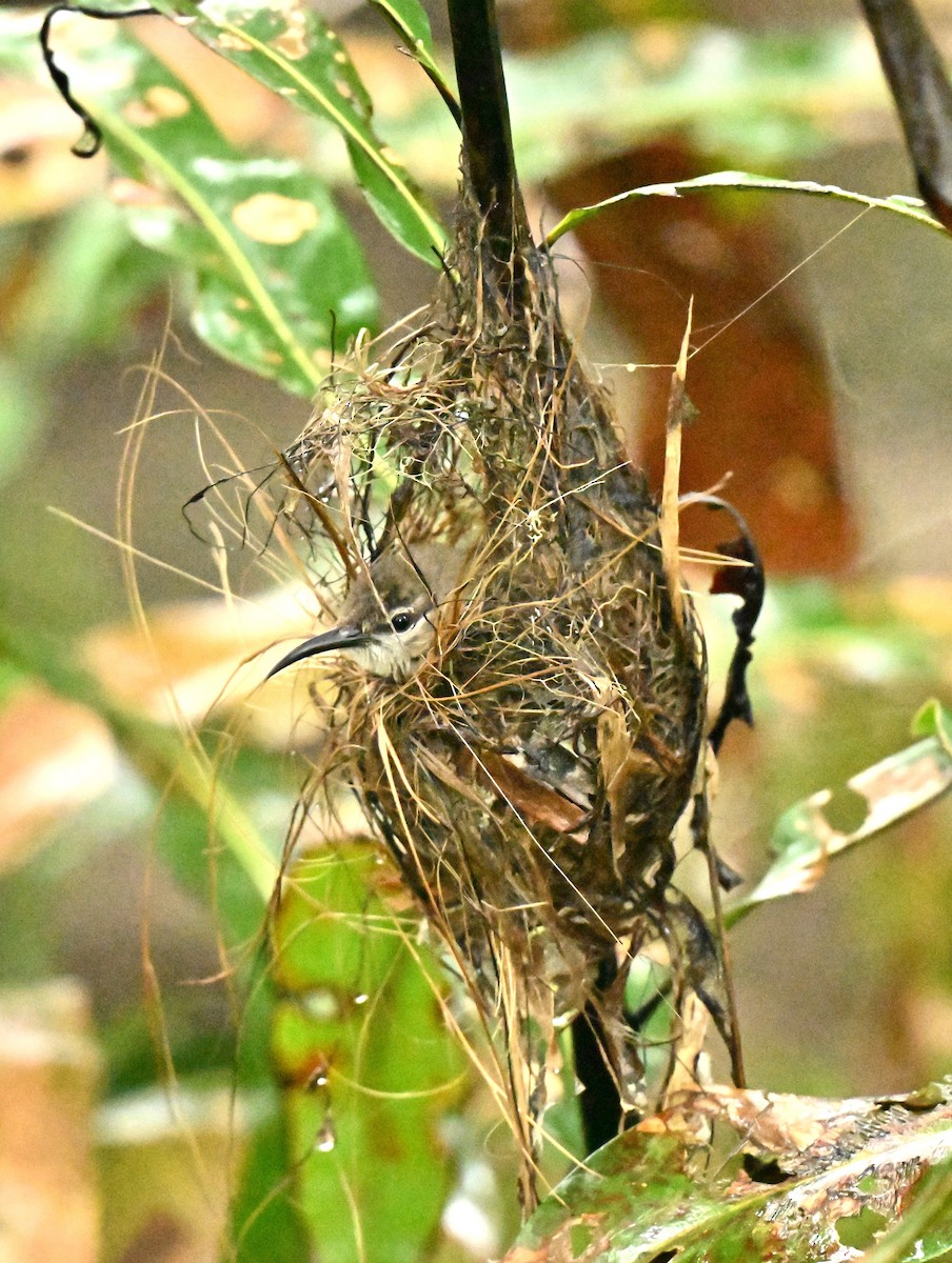 ノドアカタイヨウチョウ - ML657692700