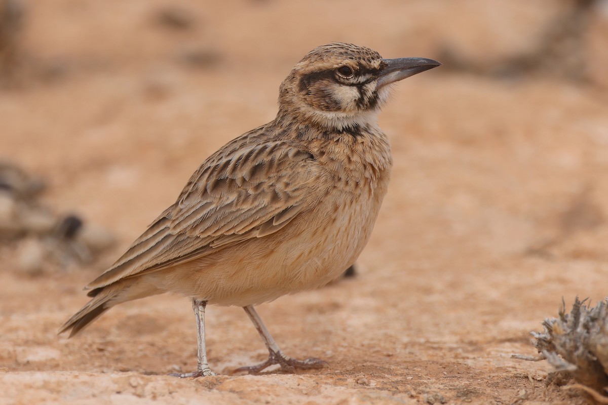Short-tailed Lark - ML657693344
