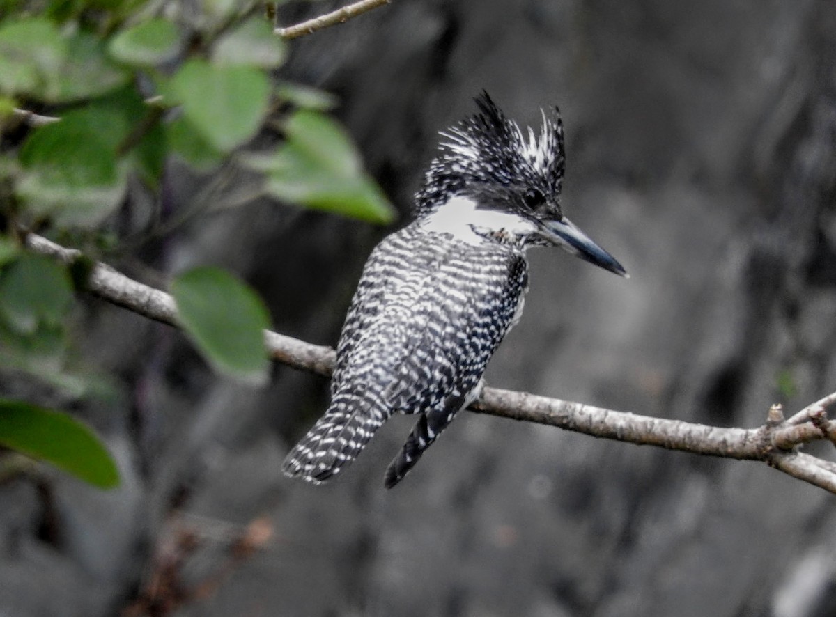 Crested Kingfisher - ML657694088