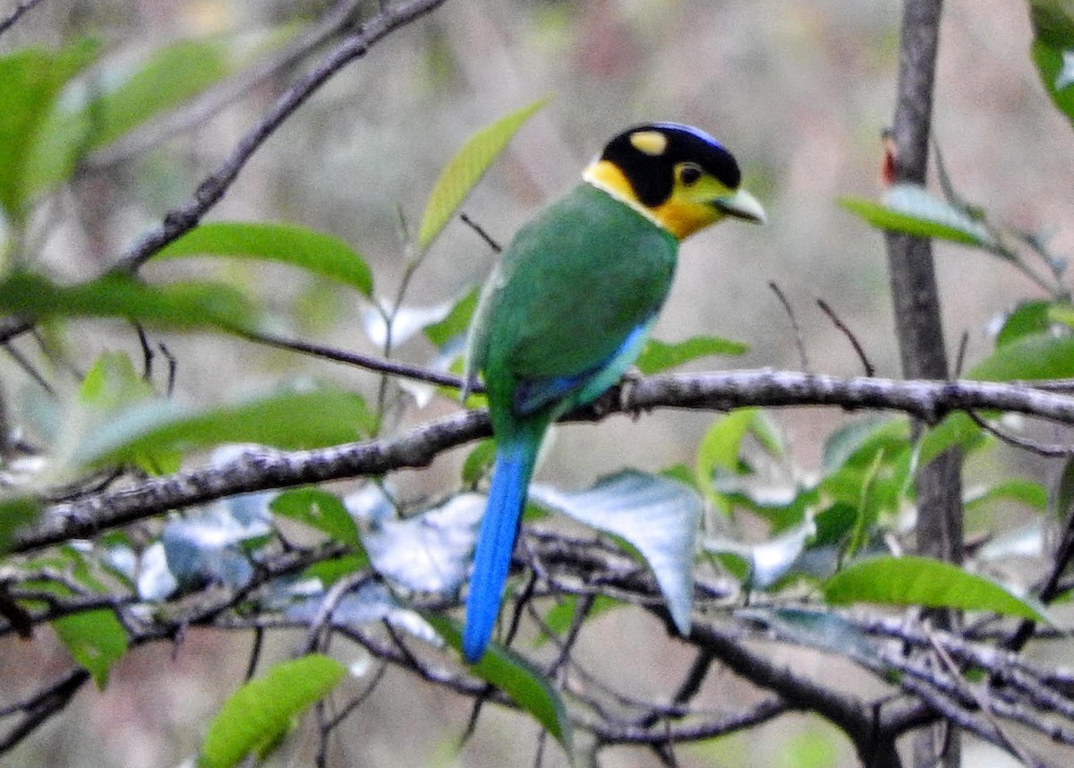 Long-tailed Broadbill - ML657694167