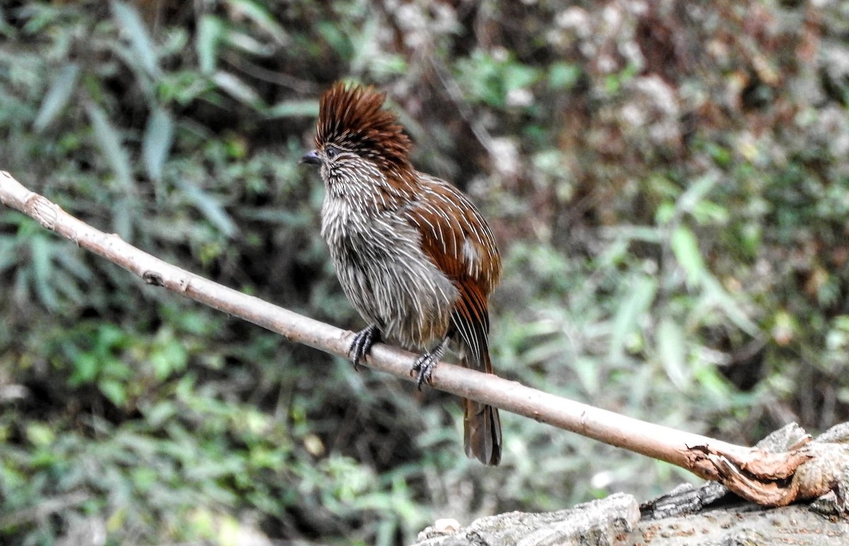 Striated Laughingthrush - ML657694289