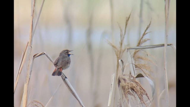 Blaukehlchen - ML657694349