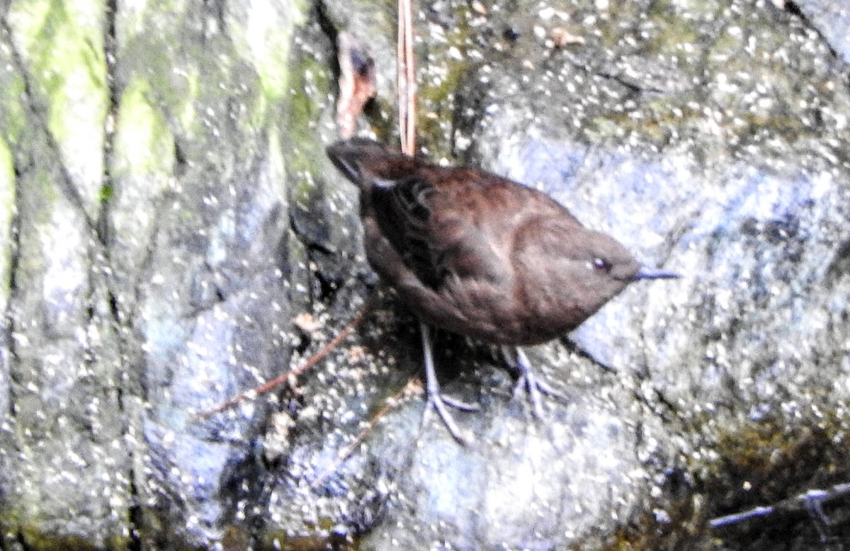 Brown Dipper - ML657694391