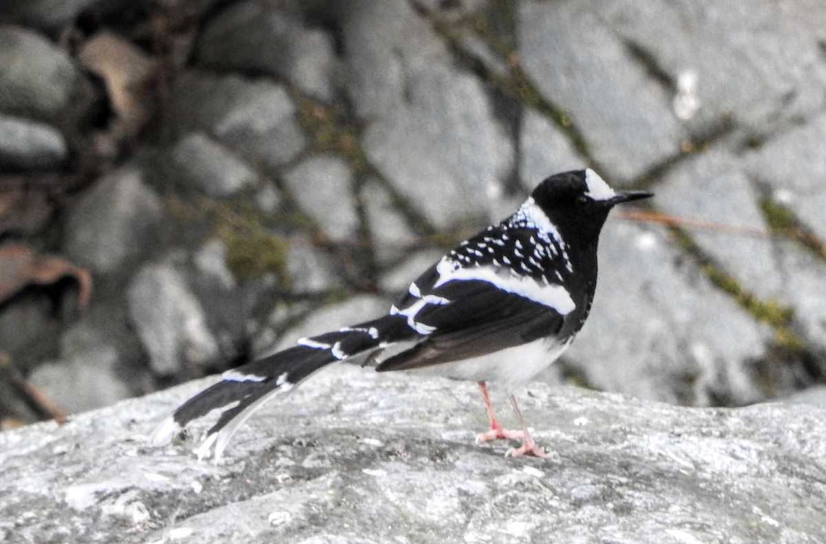 Spotted Forktail - ML657694413