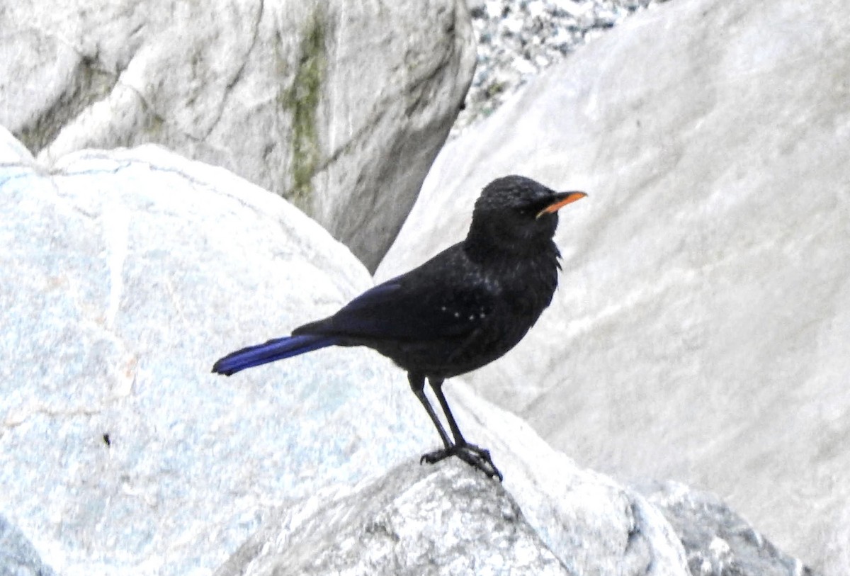 Blue Whistling-Thrush - ML657694523