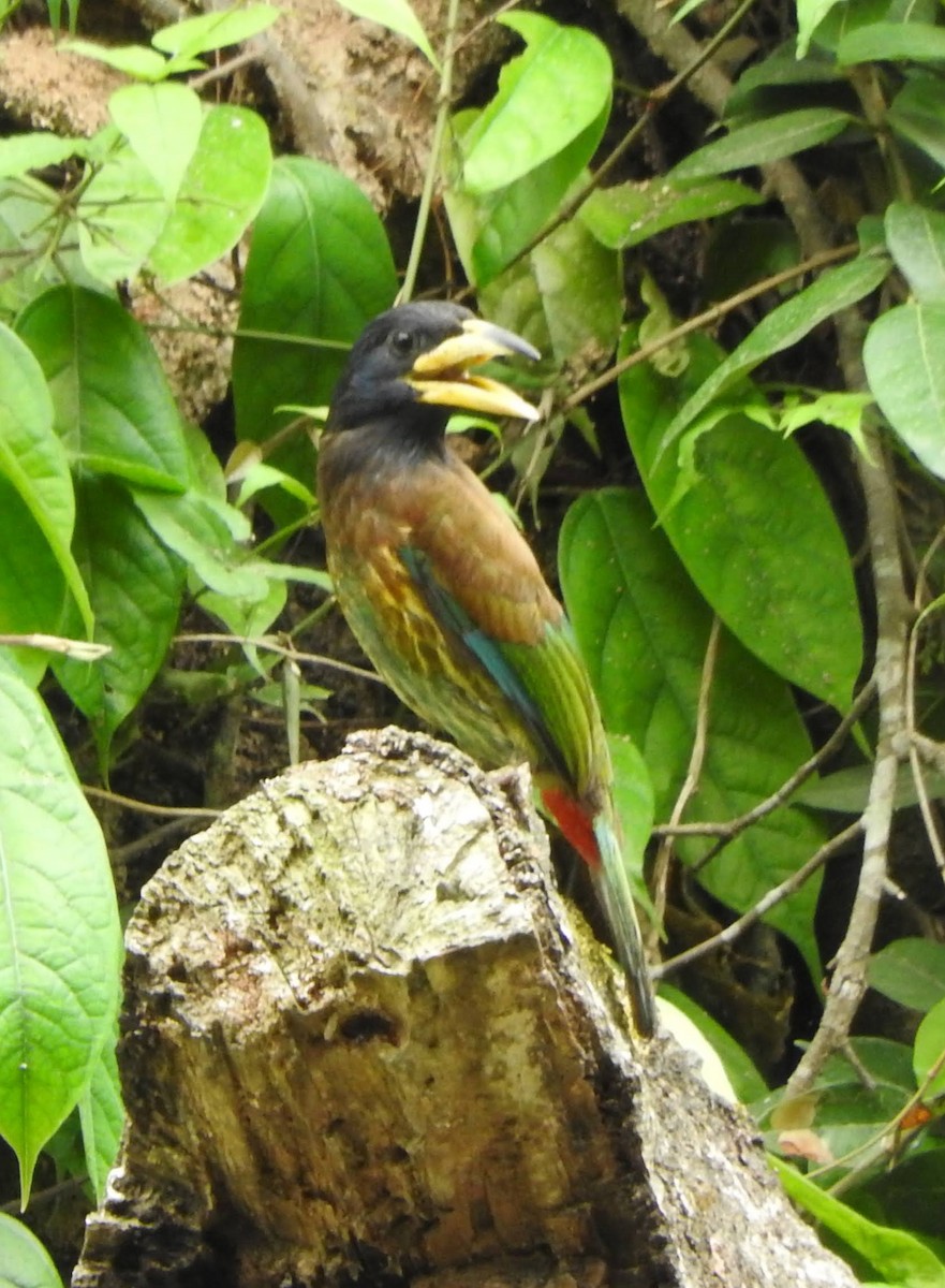Great Barbet - ML657694558