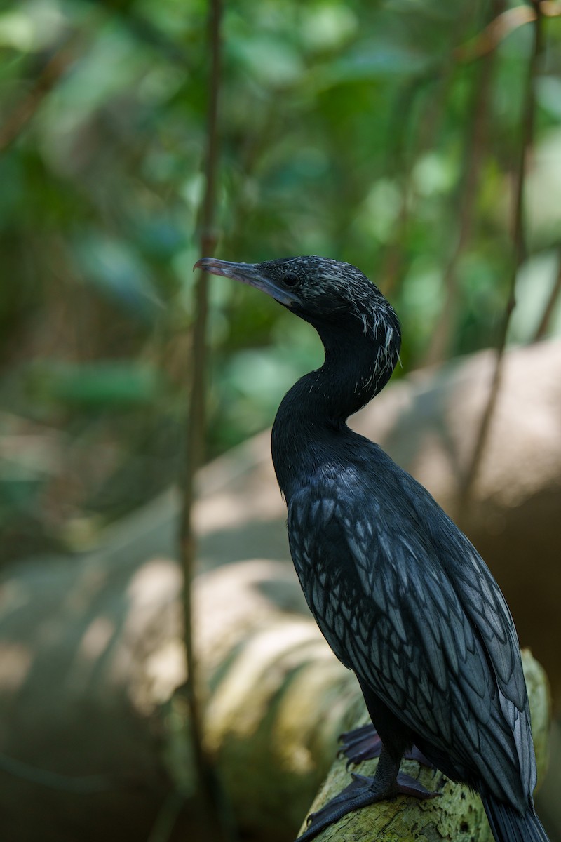 Little Cormorant - ML657694955