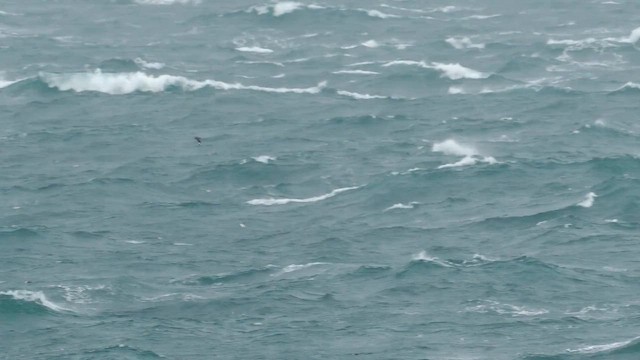 Skua - ML657695199